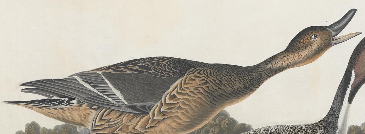 1959.0162.122 Print, Detail 3