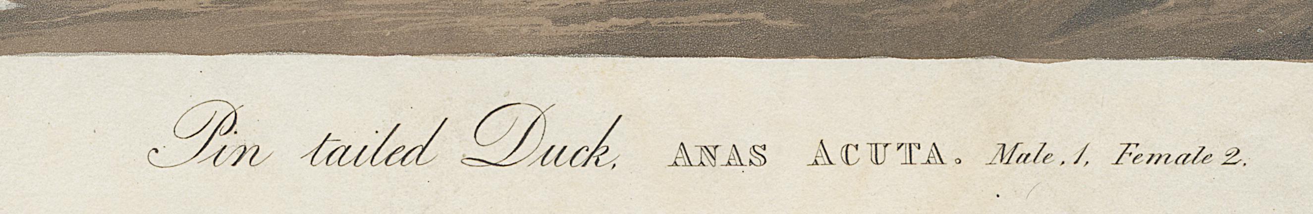 1959.0162.122 Print, Detail 4