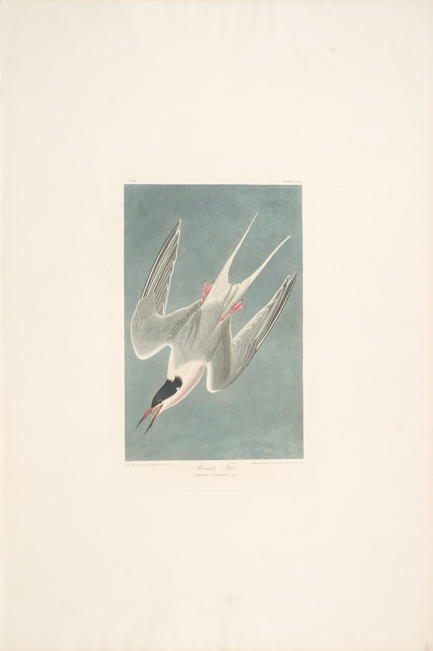 1959.0162.130 Print, view 1