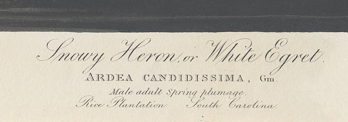 1959.0162.131 Print, Detail 4