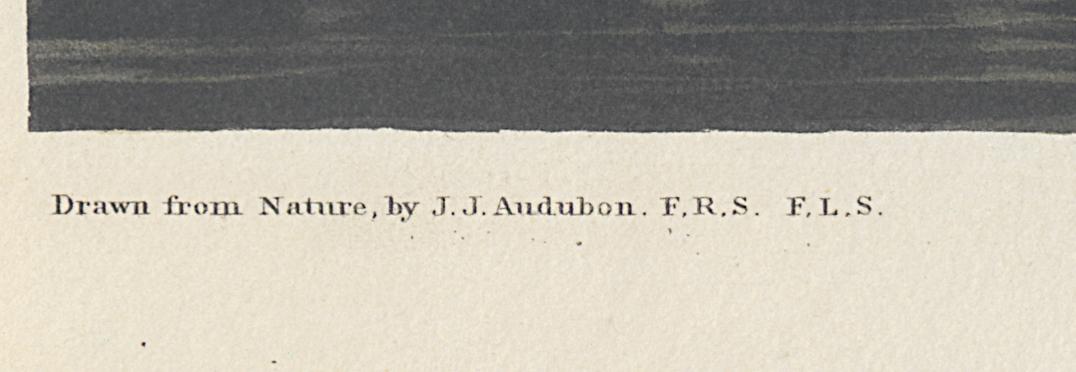 1959.0162.131 Print, Detail 5