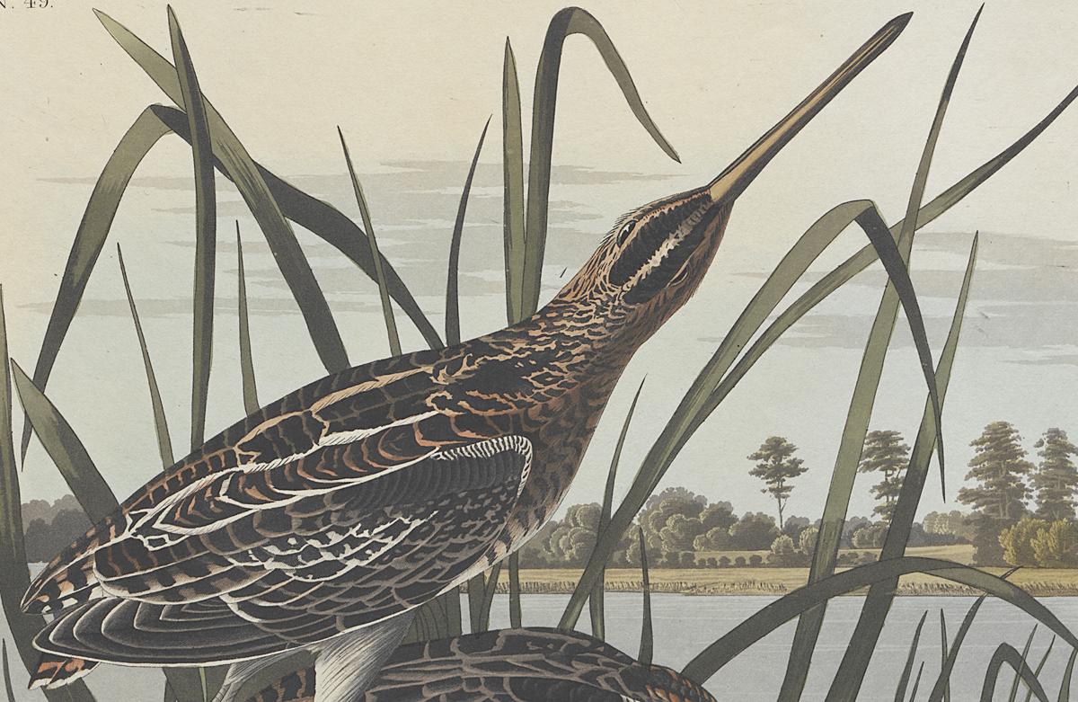 1959.0162.132 Print, Detail