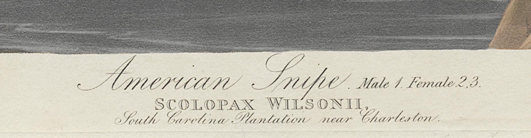 1959.0162.132 Print, Detail 5