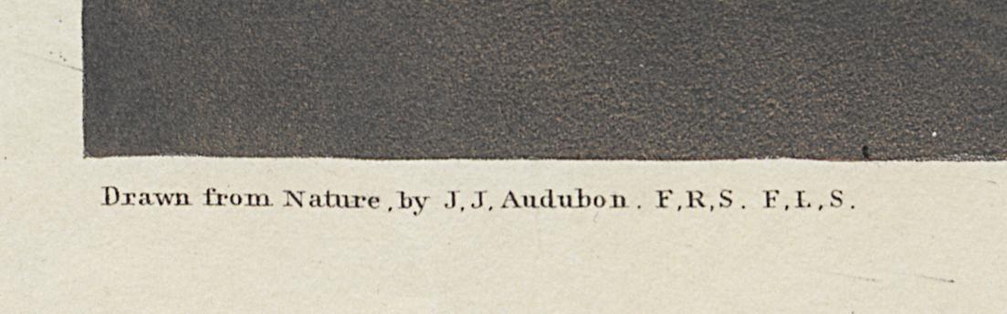 1959.0162.132 Print, Detail 6