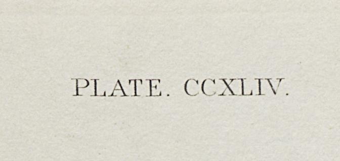 1959.0162.0133 Print, Detail 8