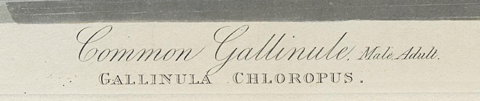 1959.0162.0133 Print, Detail 4