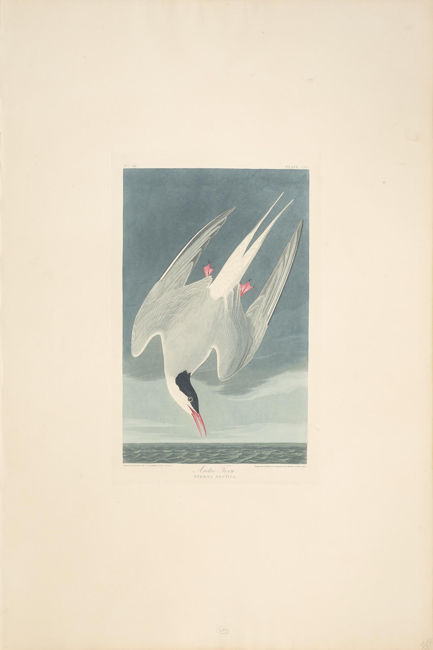 1959.0162.136 Print, view 1