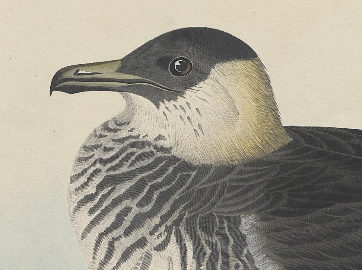 1959.0162.138 Print, Detail