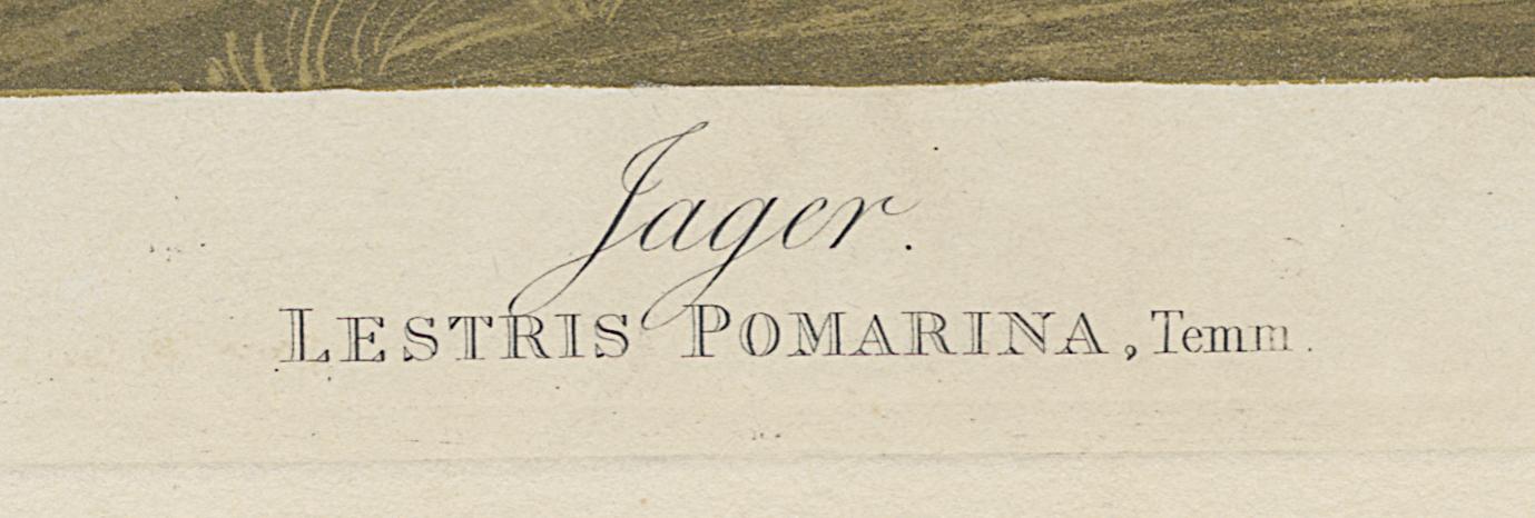 1959.0162.138 Print, Detail 4