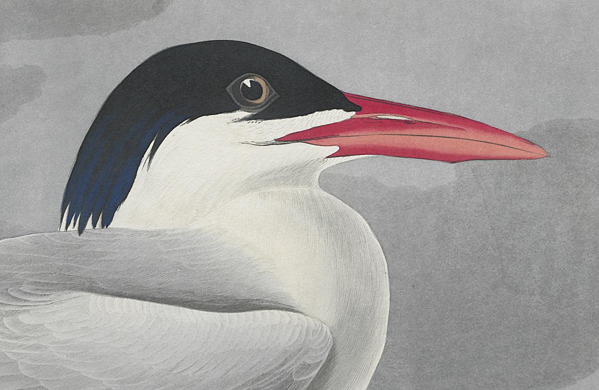 1959.0162.148 Print, Detail