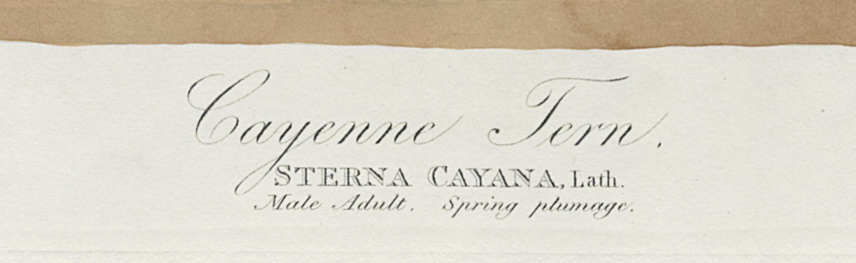 1959.0162.148 Print, Detail 3