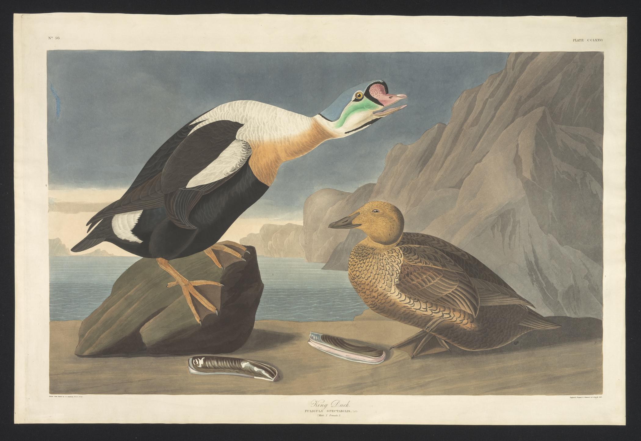 1959.0162.150 Print, view 1