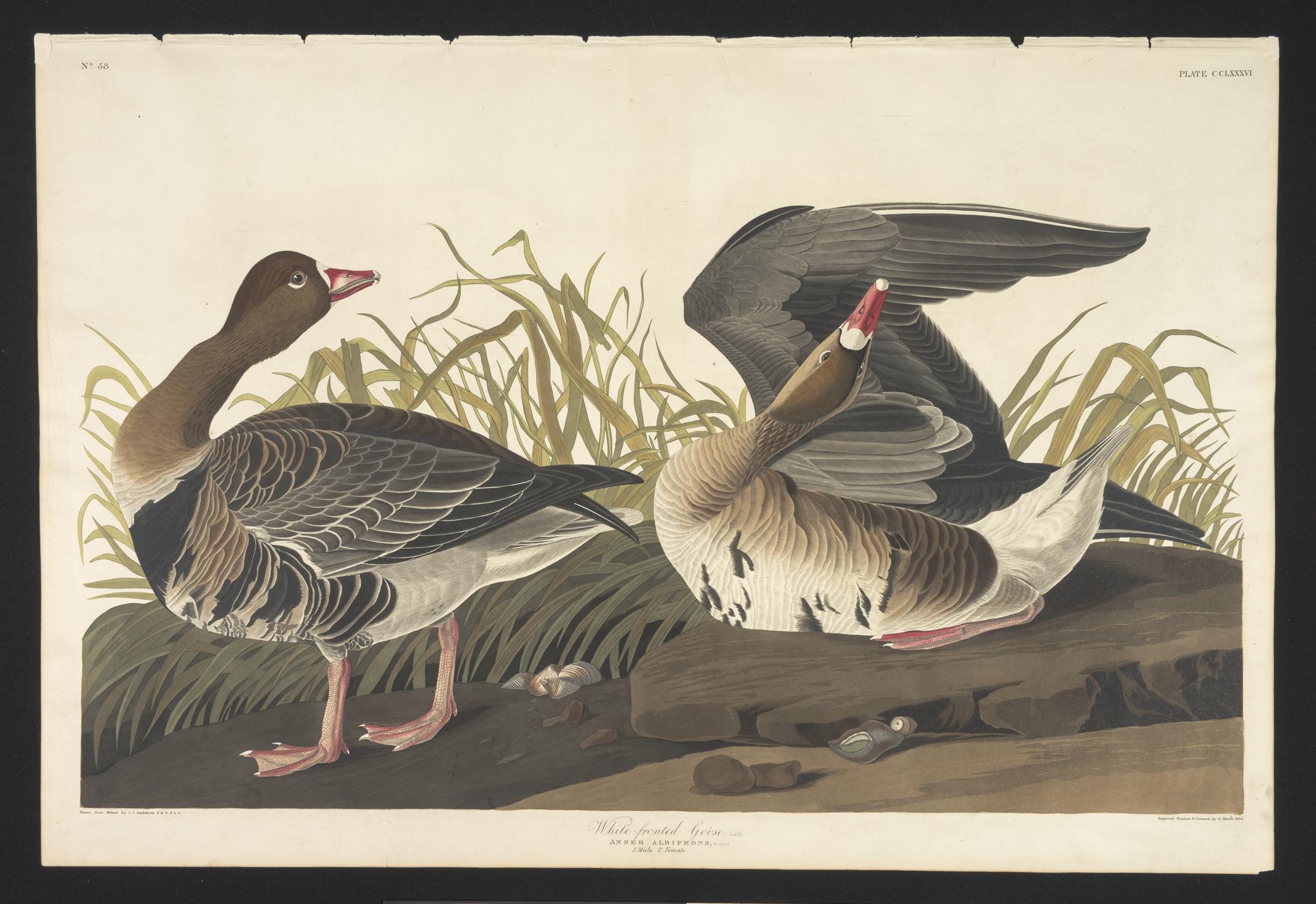 1959.0162.153 Print, view 1