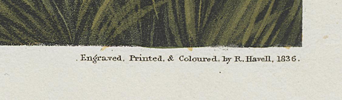 1959.0162.154 Print, Detail 6