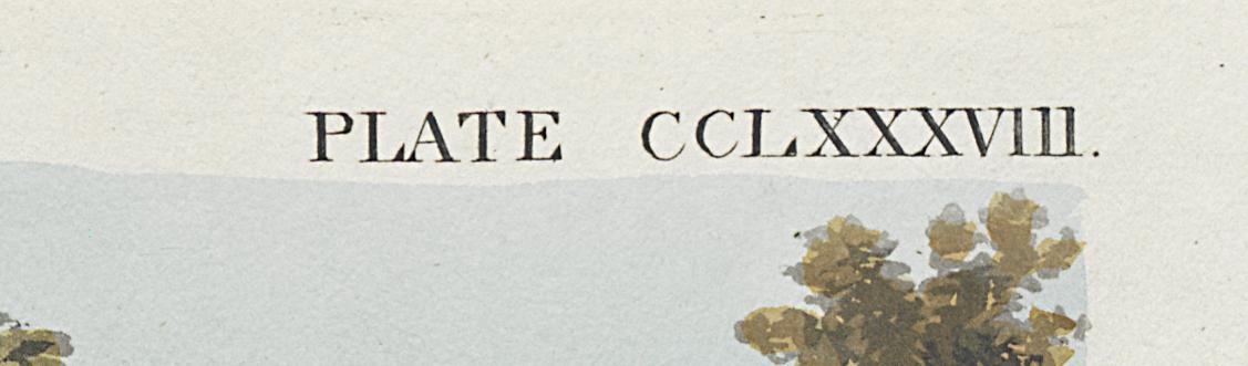 1959.0162.154 Print, Detail 7