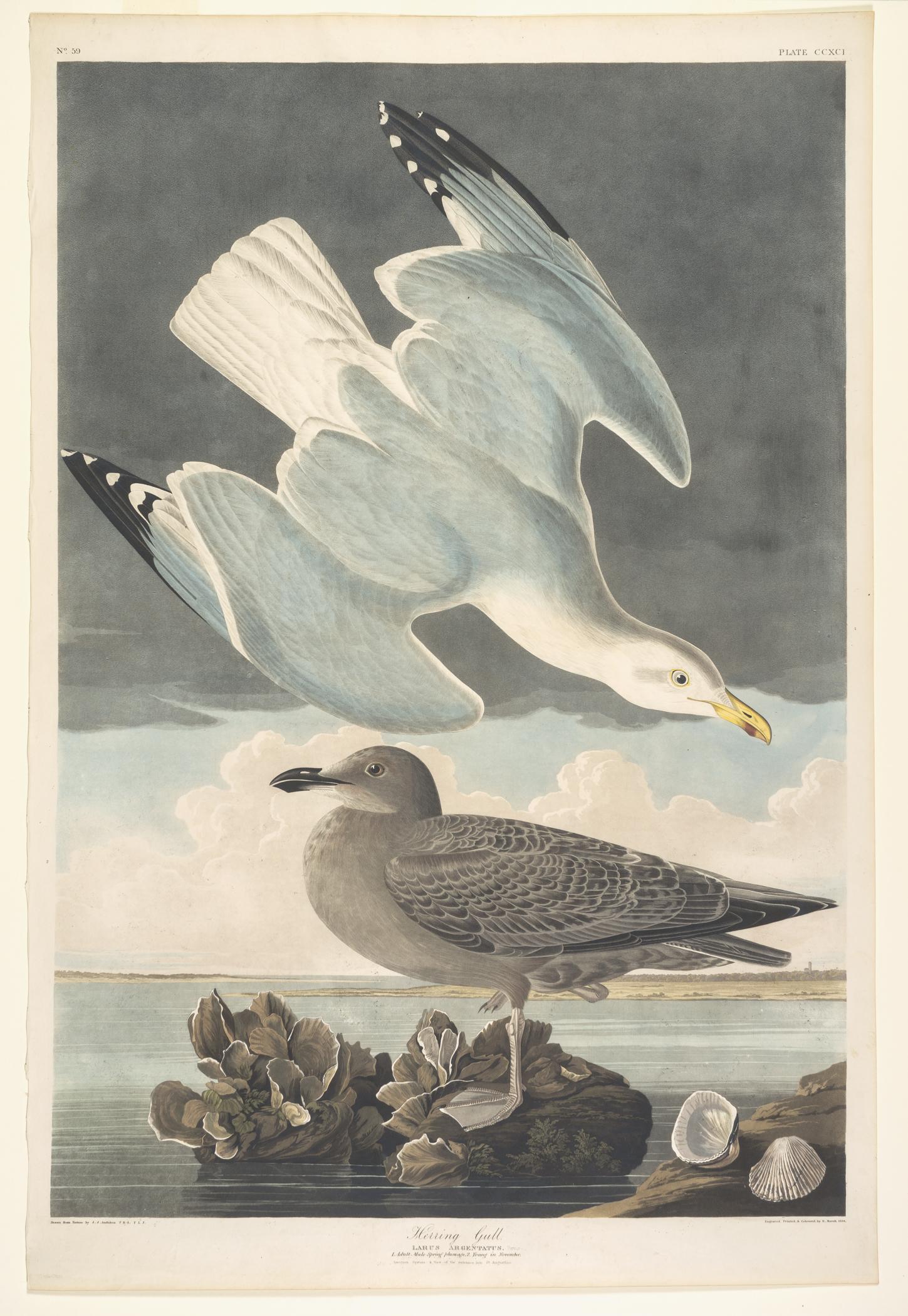 1959.0162.156 Print, view 1