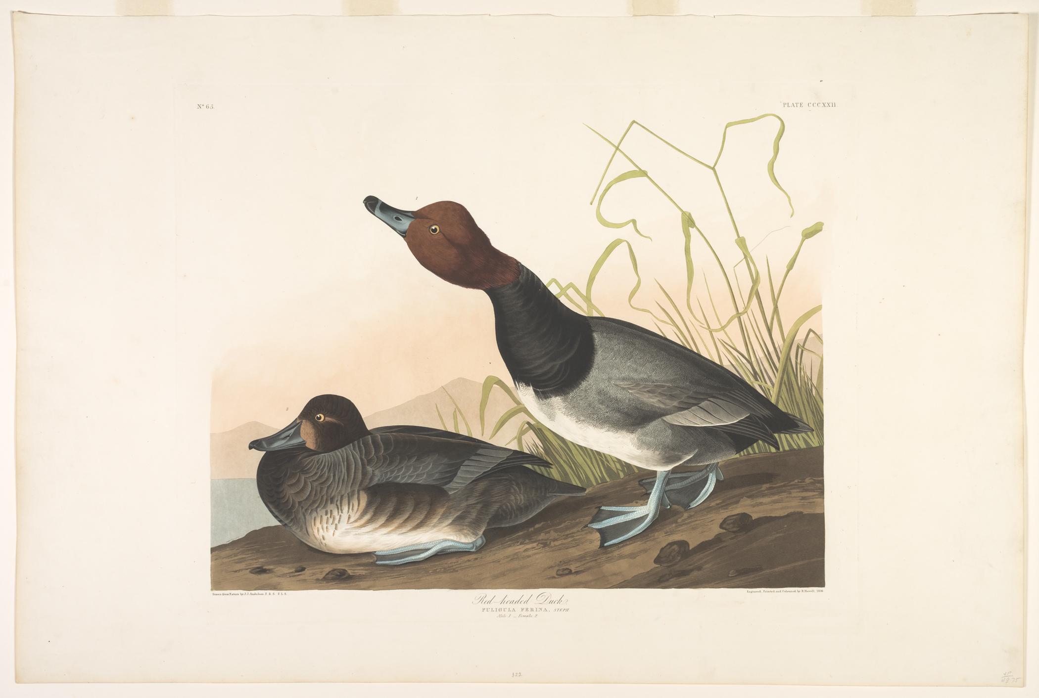 1959.0162.177 Print, view 1