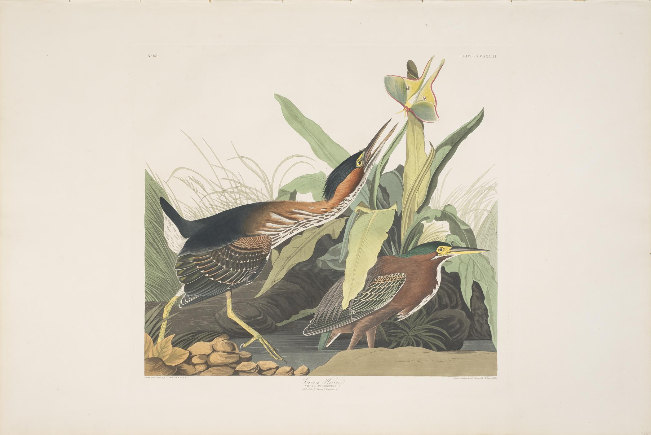 1959.0162.186 A Print, view 1