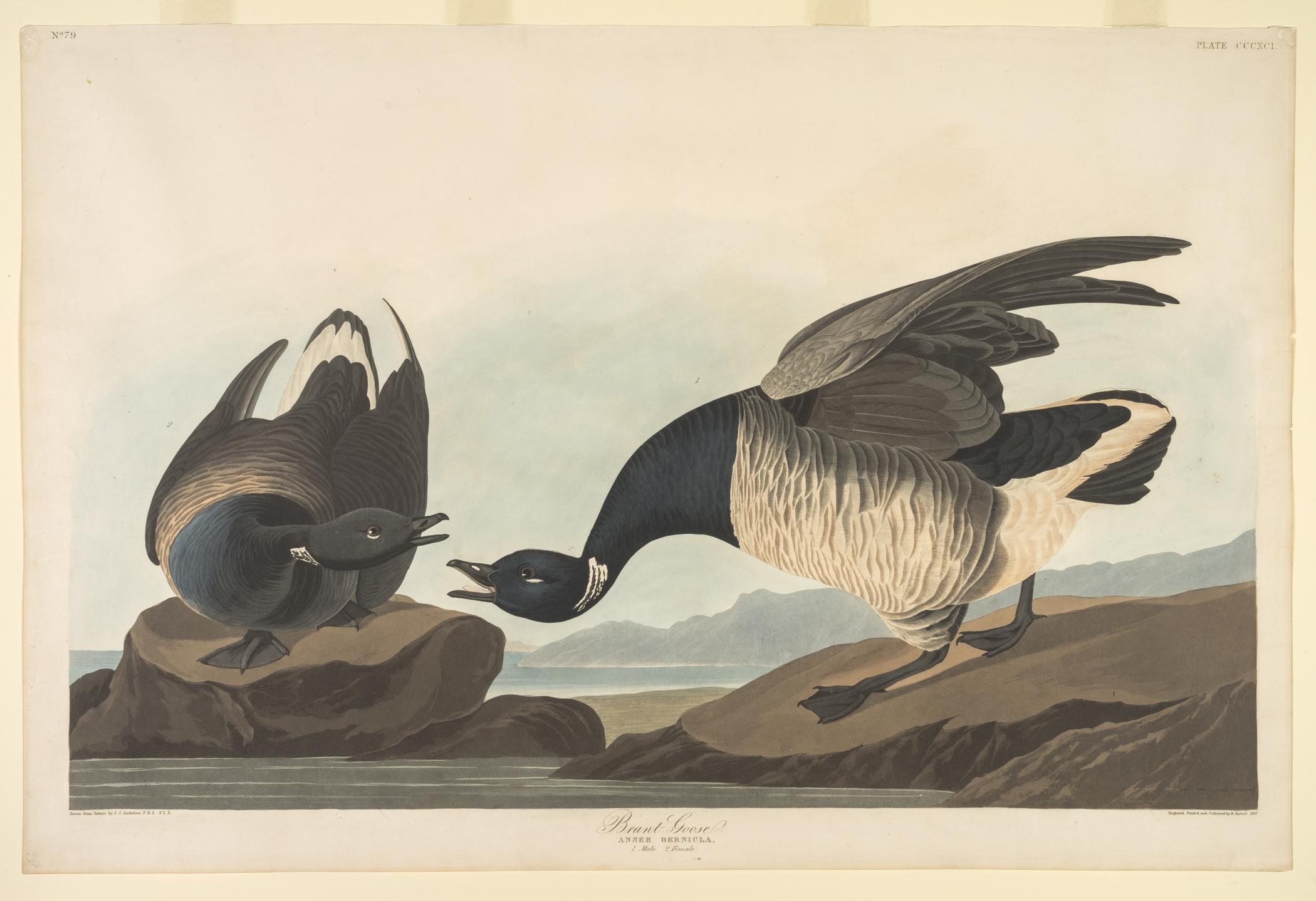 1959.0162.222 Print, view 1