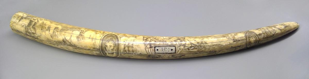 1959.0792 Tusk, view 1