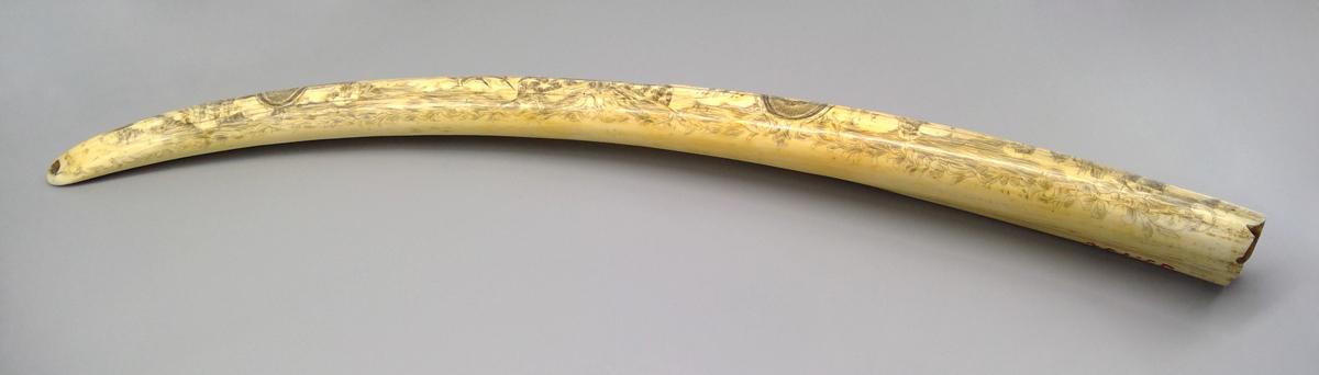1959.0792 Tusk, view 2