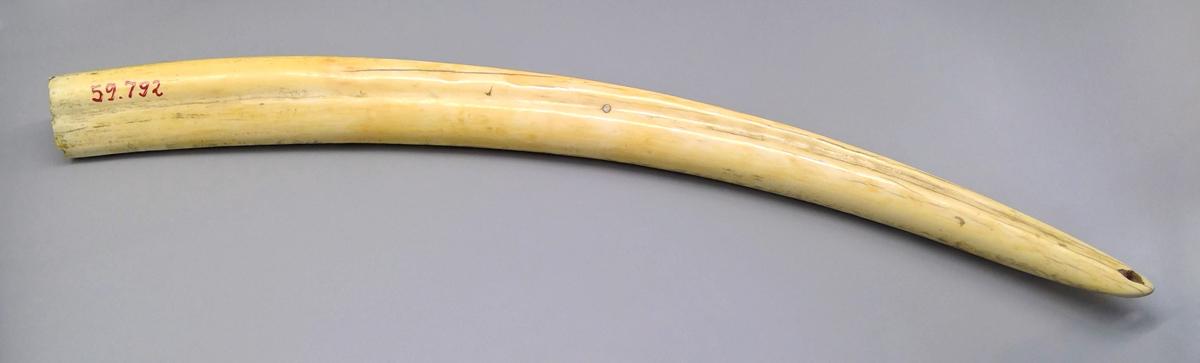 1959.0792 Tusk, view 3