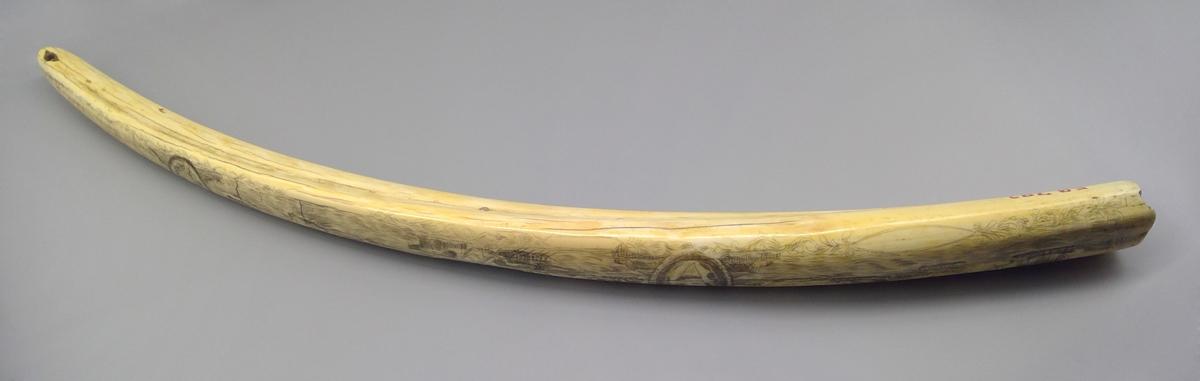 1959.0792 Tusk, view 4