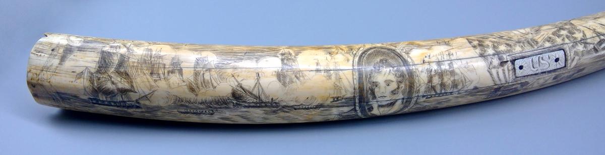 1959.0792 Tusk, detail 1