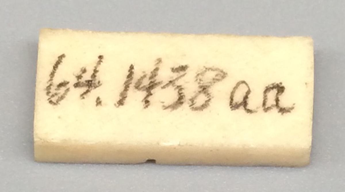 1964.1438 AA Domino, view 2