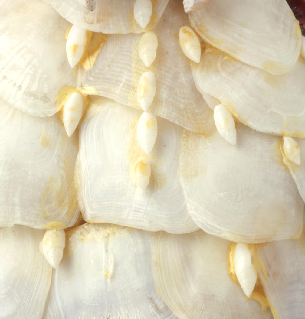 1959.1596 Figure, Detail 8