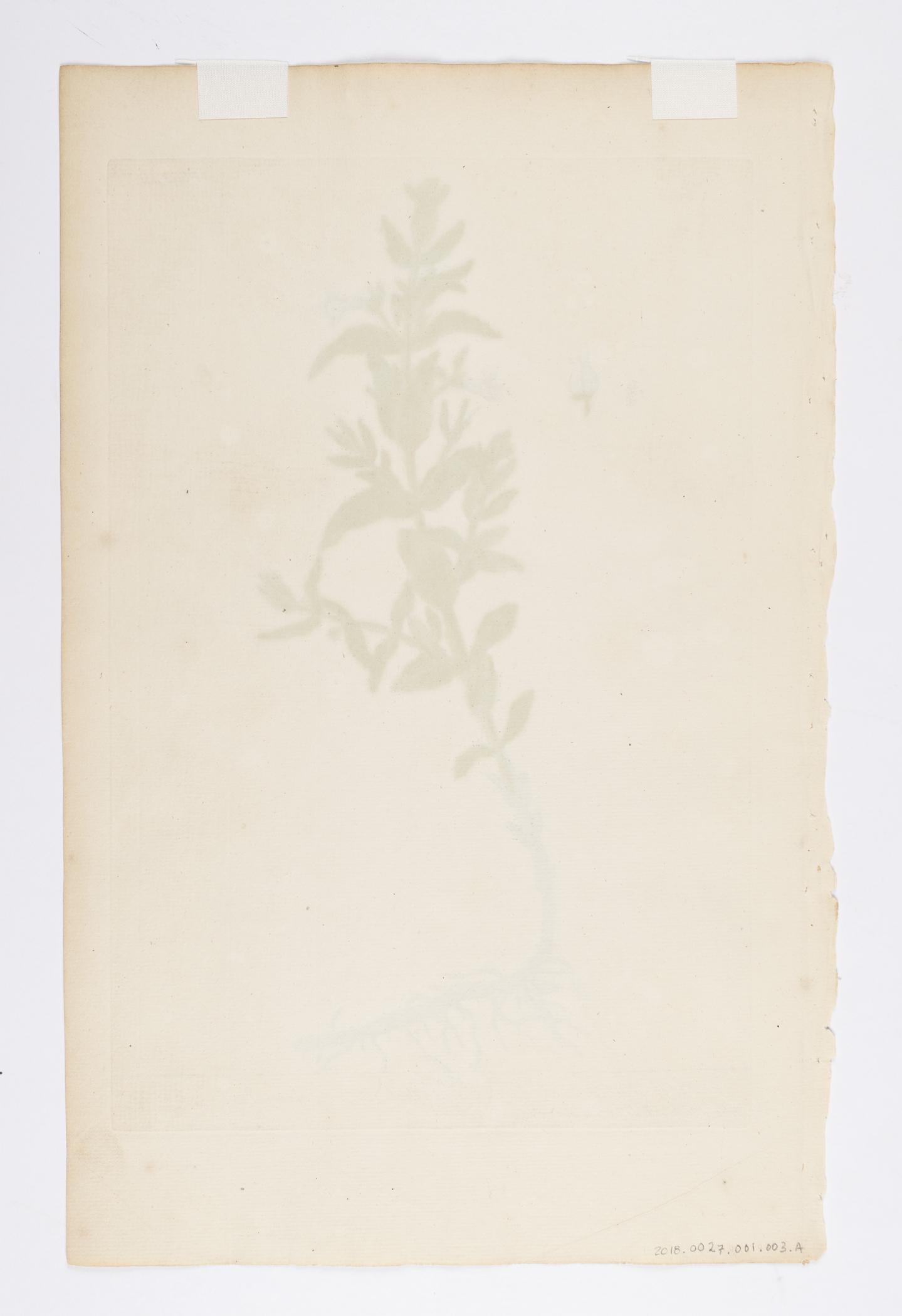 2018.0027.001.003 A Print, view 2, reverse