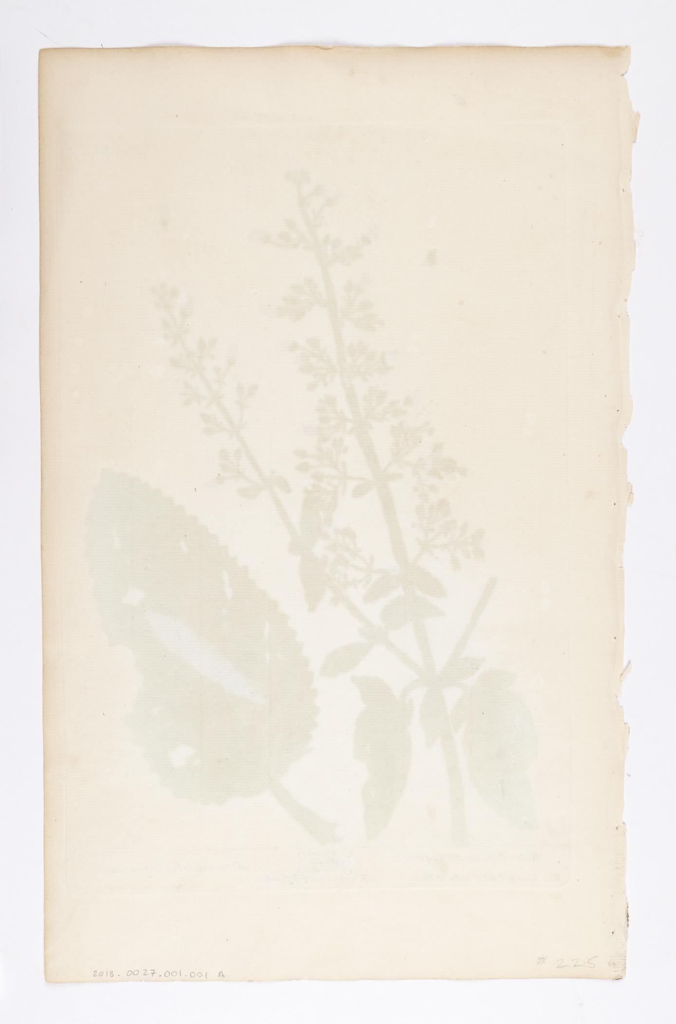 2018.0027.001.001 A Print, view 2, reverse