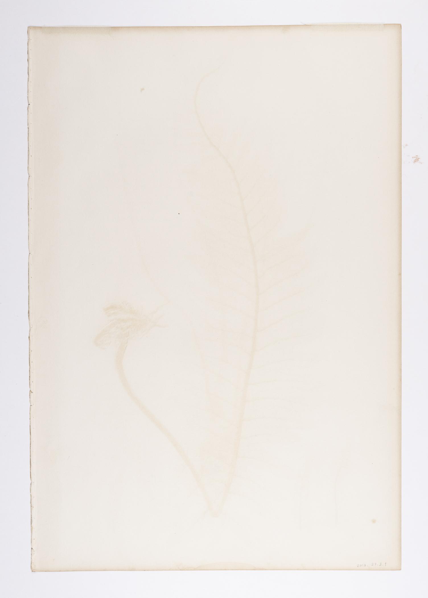 2018.0027.003.001 Print, view 2, reverse