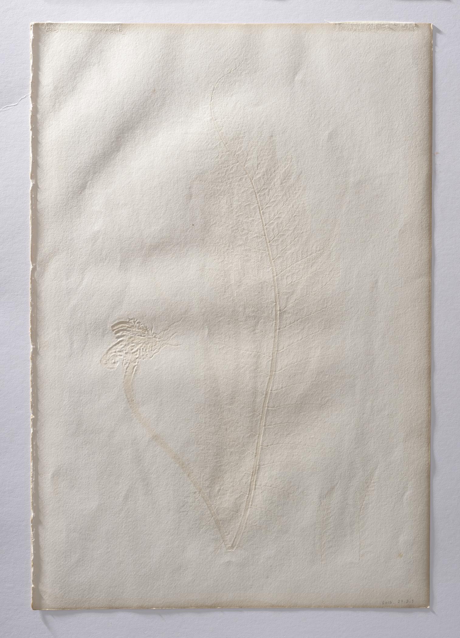 2018.0027.003.001 Print, view 4, reverse, raking light