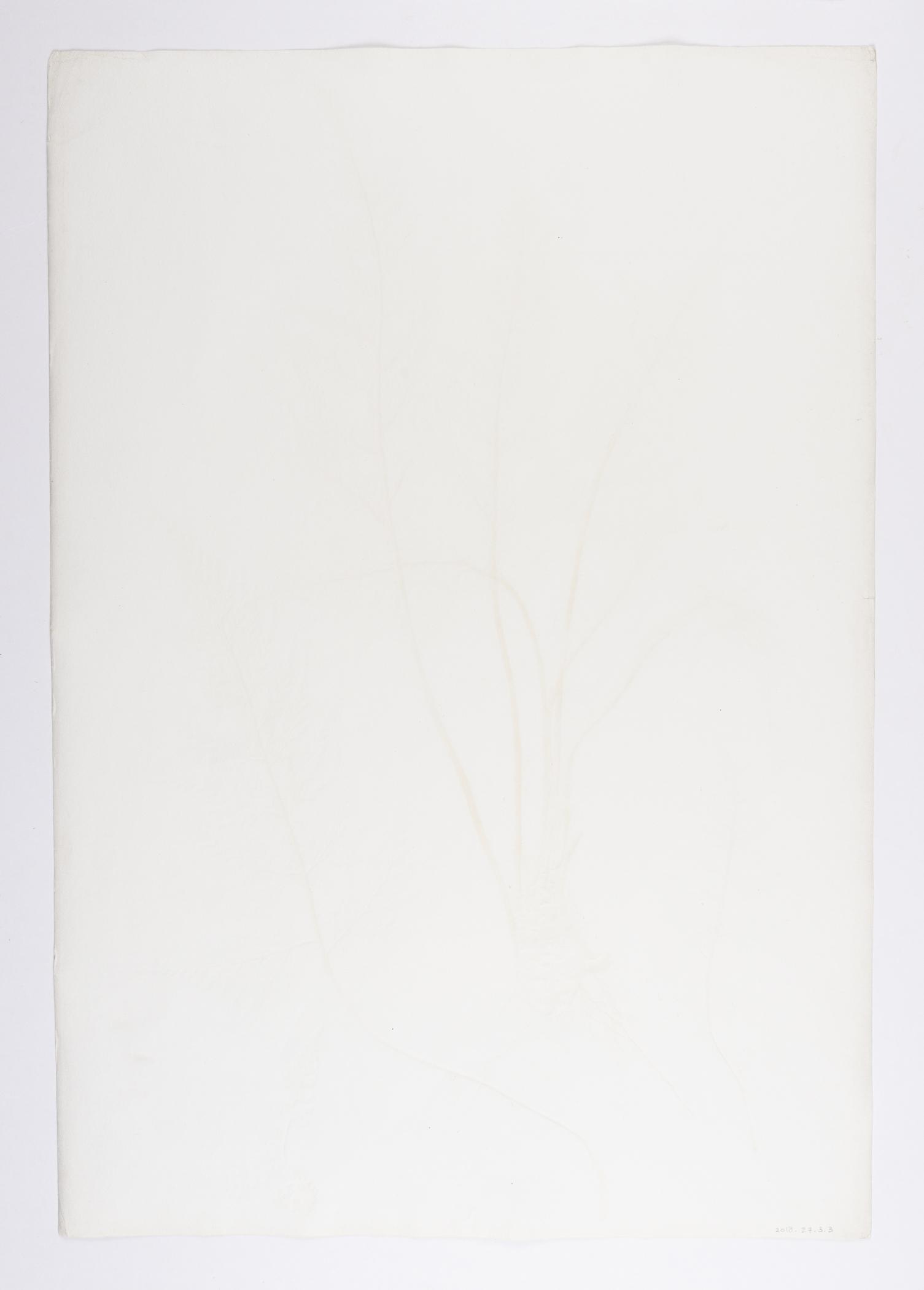 2018.0027.003.003 Print, view 2, reverse
