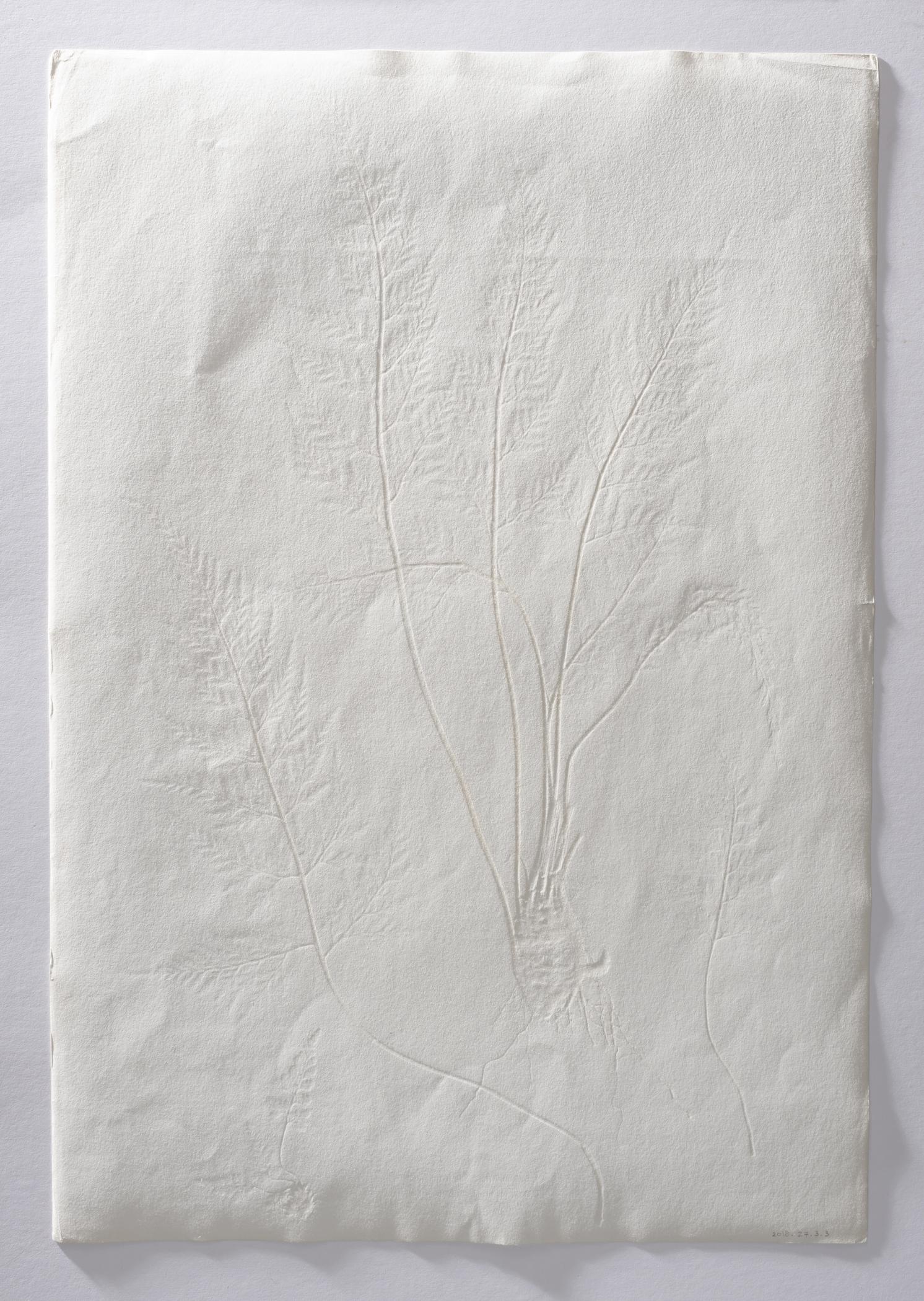 2018.0027.003.003 Print, view 4, reverse, raking light