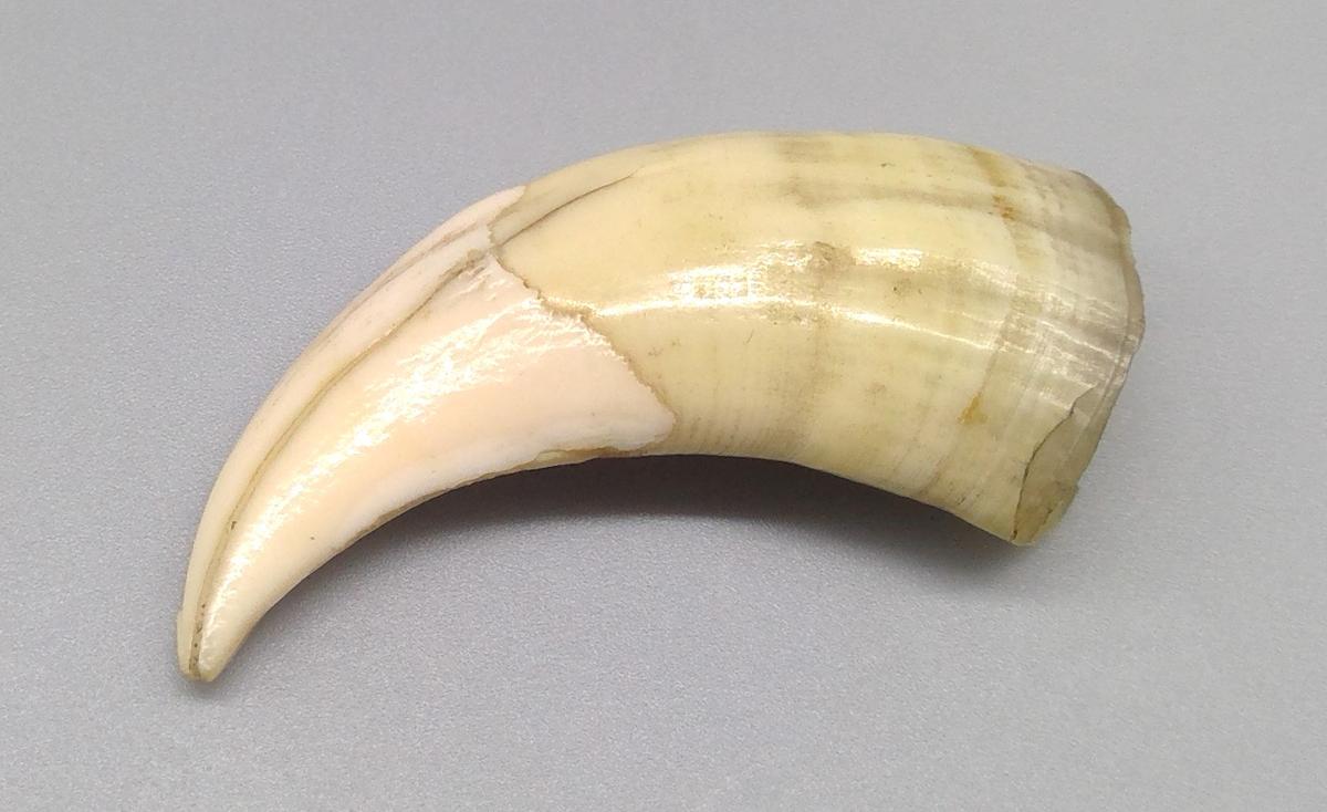 1969.9236 Tooth, view 1