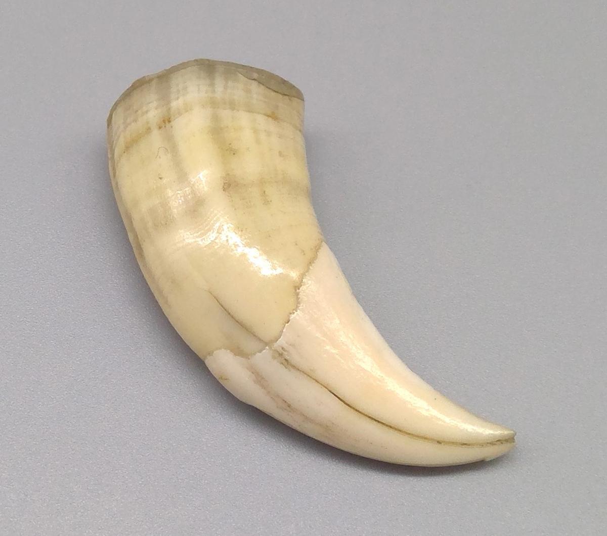 1969.9236 Tooth, view 2