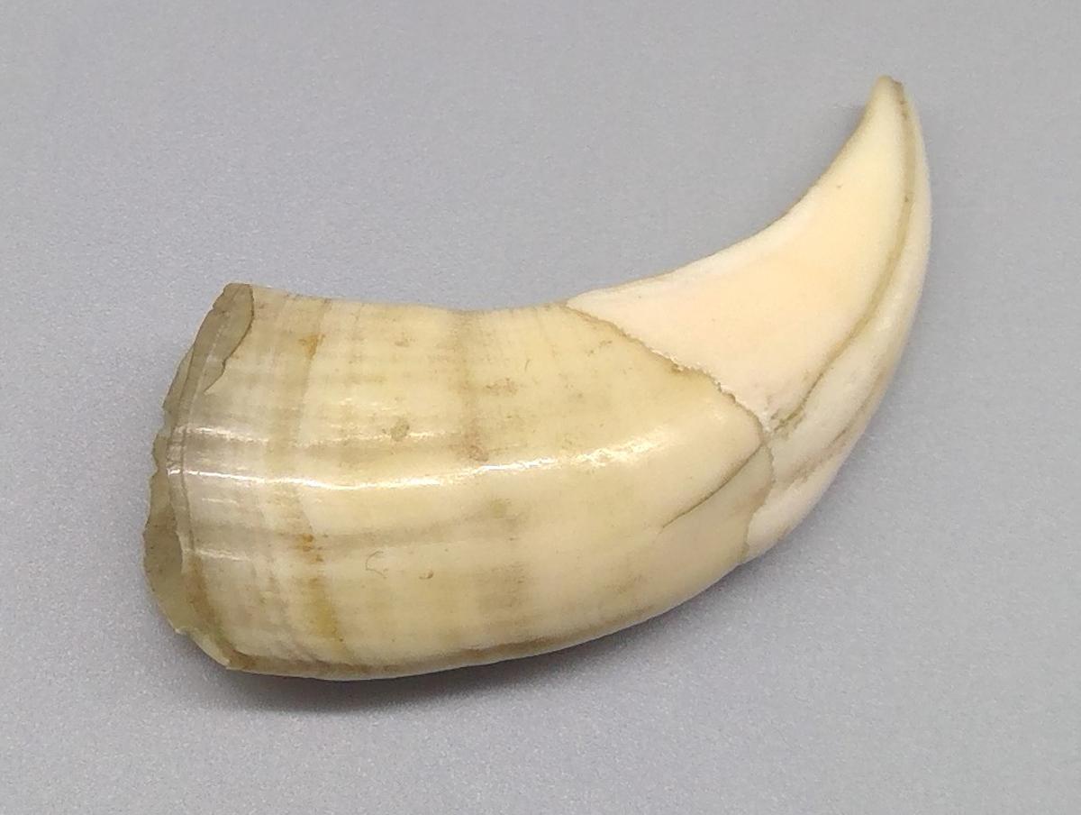 1969.9236 Tooth, view 3