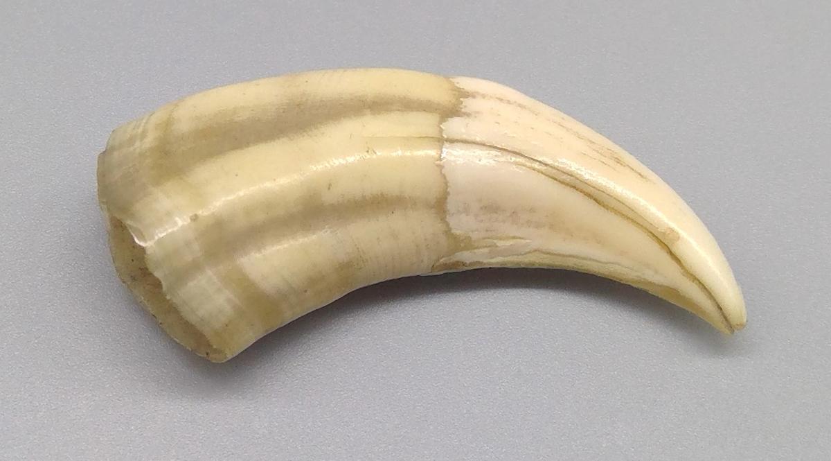 1969.9236 Tooth, view 4