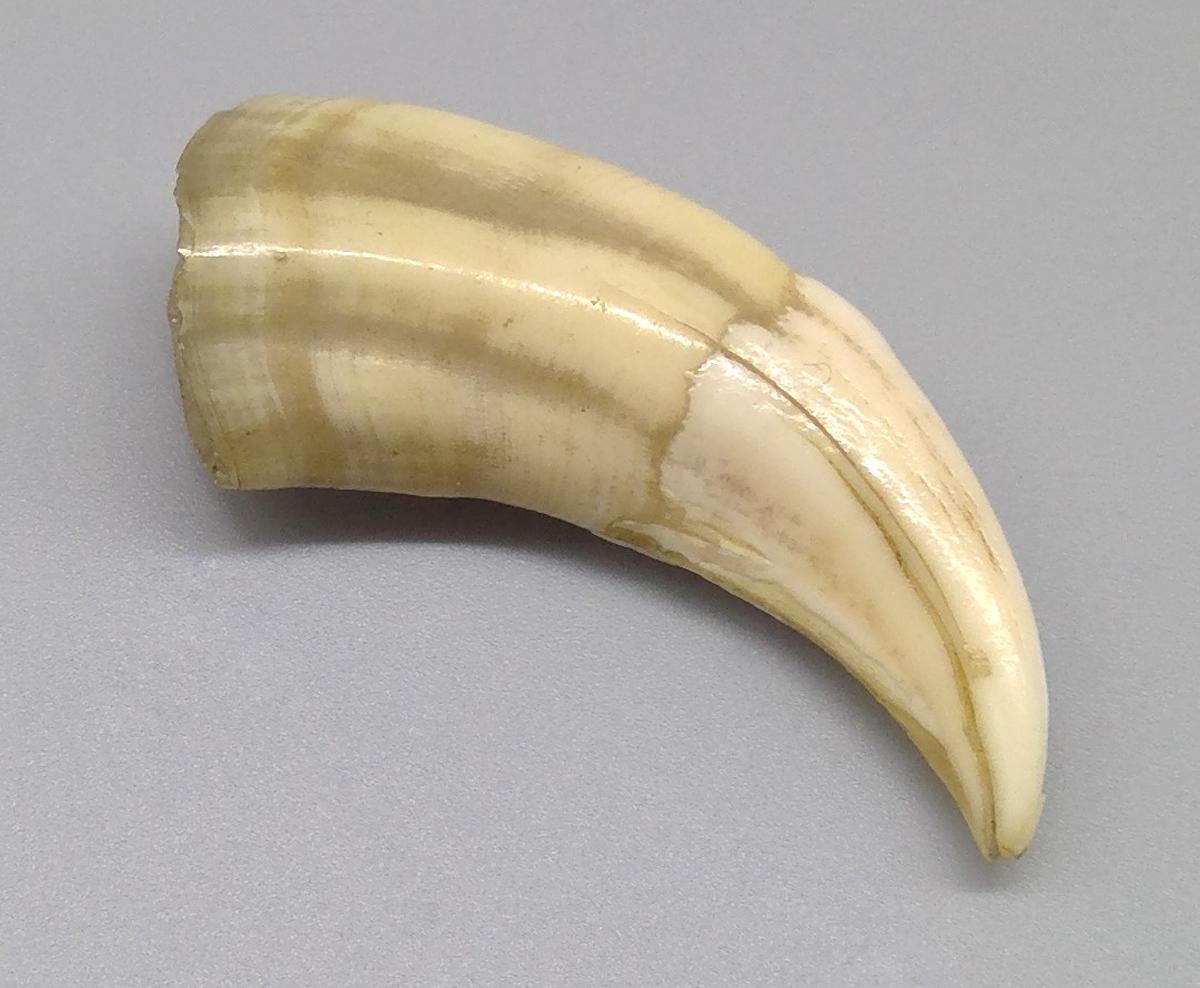 1969.9236 Tooth, view 5