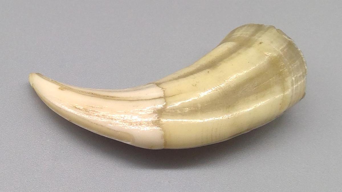 1969.9236 Tooth, view 6