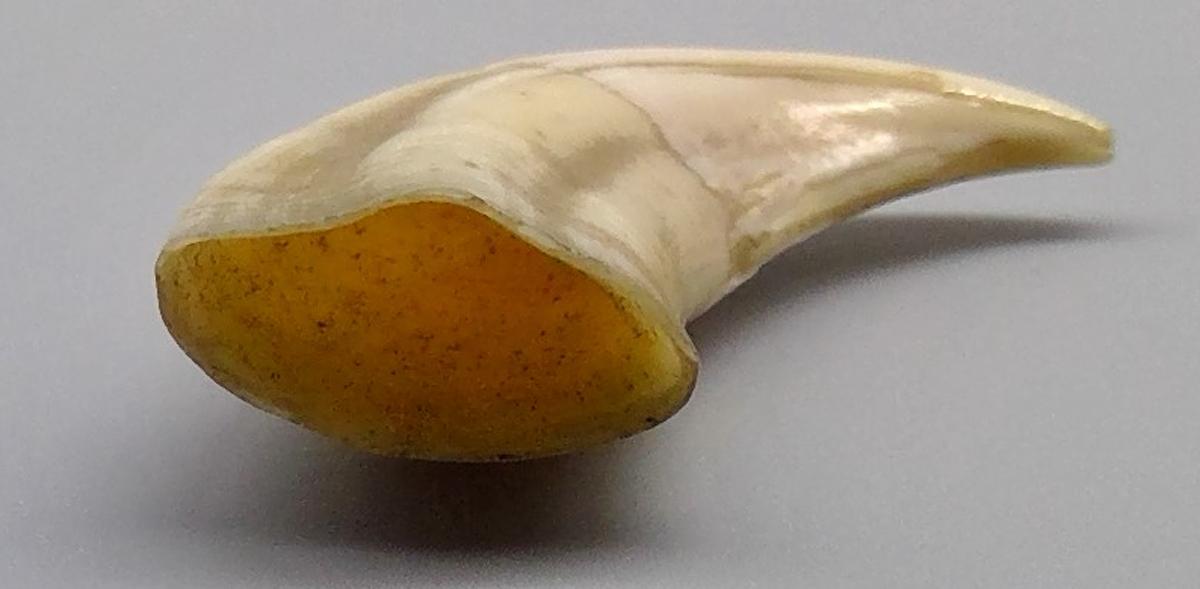 1969.9236 Tooth, view 7