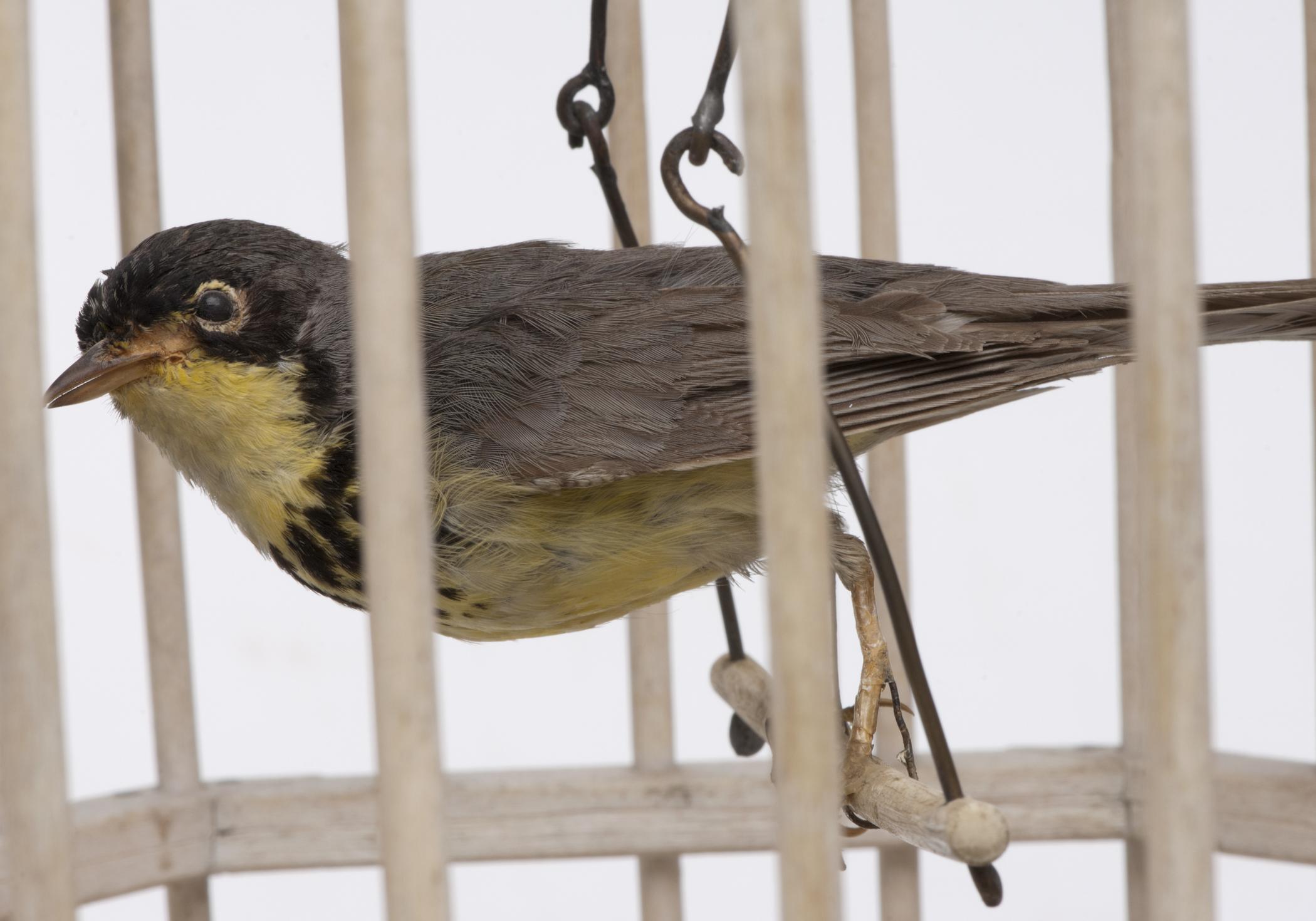 1959.2790 A Birdcage, B Bird, detail 1, after conservation treatment
