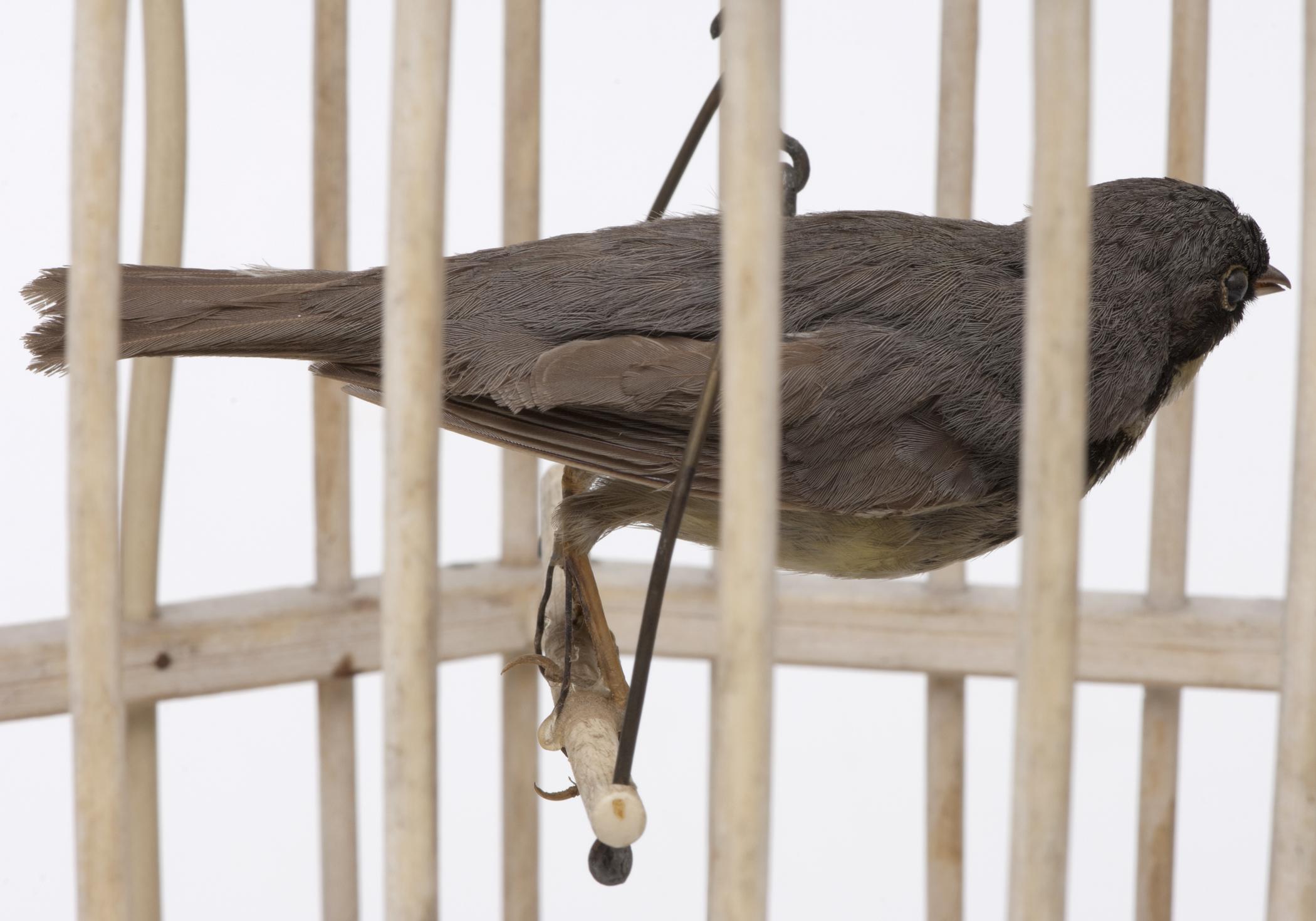 1959.2790 A Birdcage, B Bird, detail 2, after conservation treatment