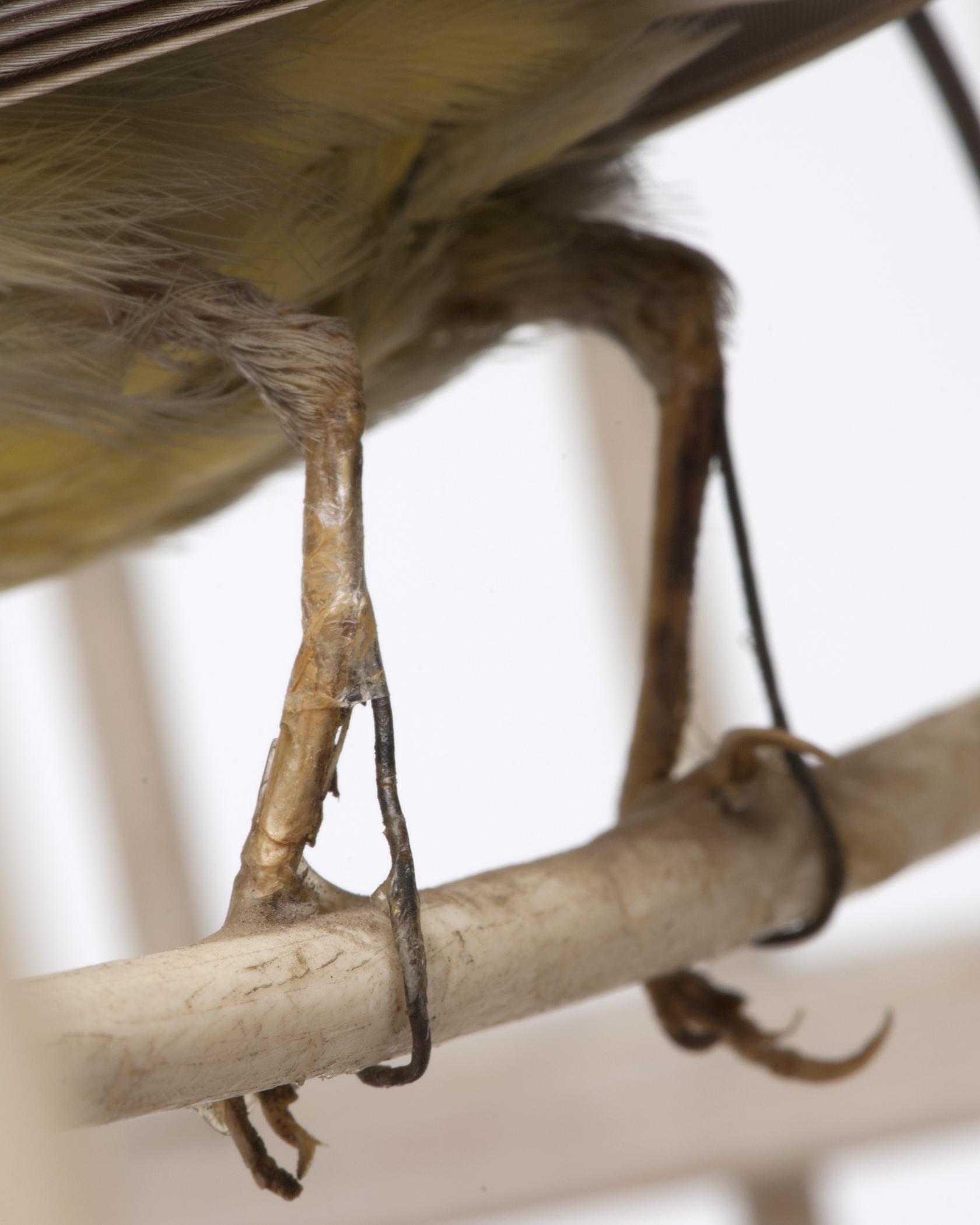 1959.2790 A Birdcage, B Bird, detail 3, after conservation treatment