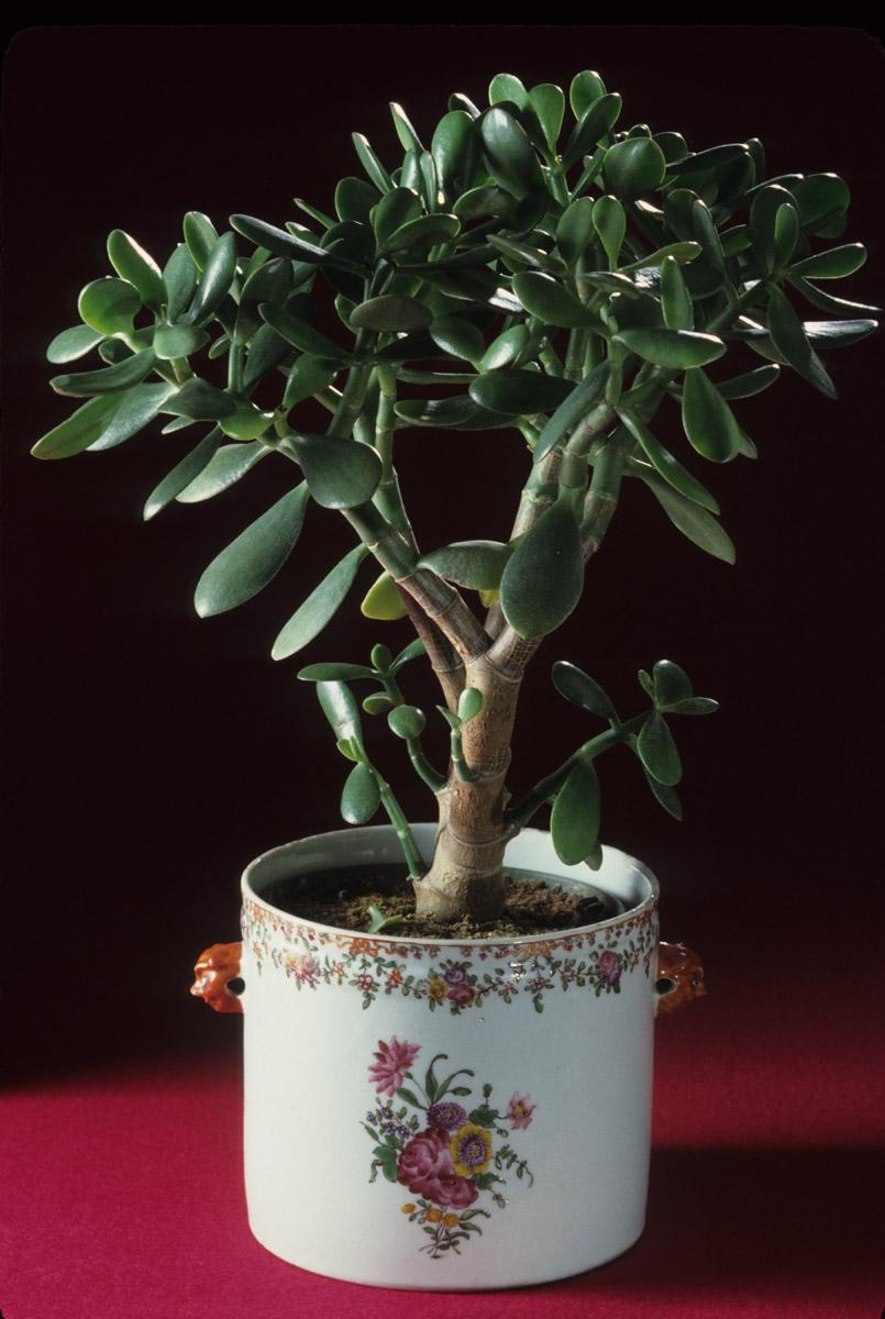1961.1424 A Wine cooler, plant