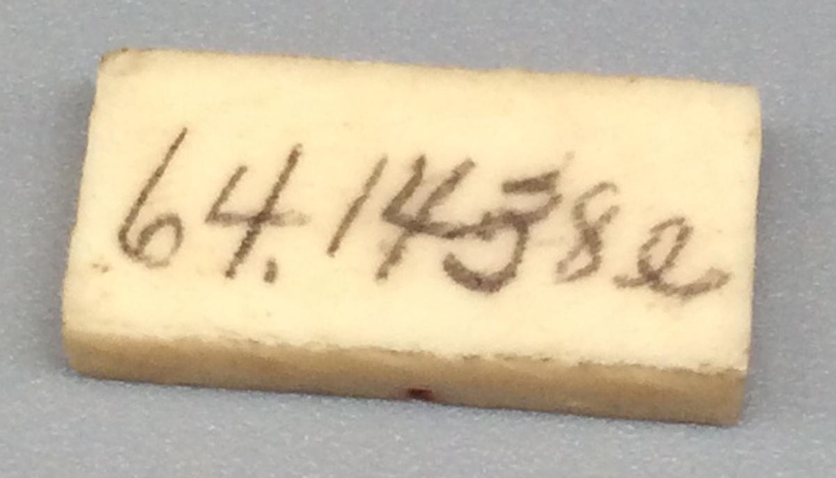 1964.1438 E Domino, view 2
