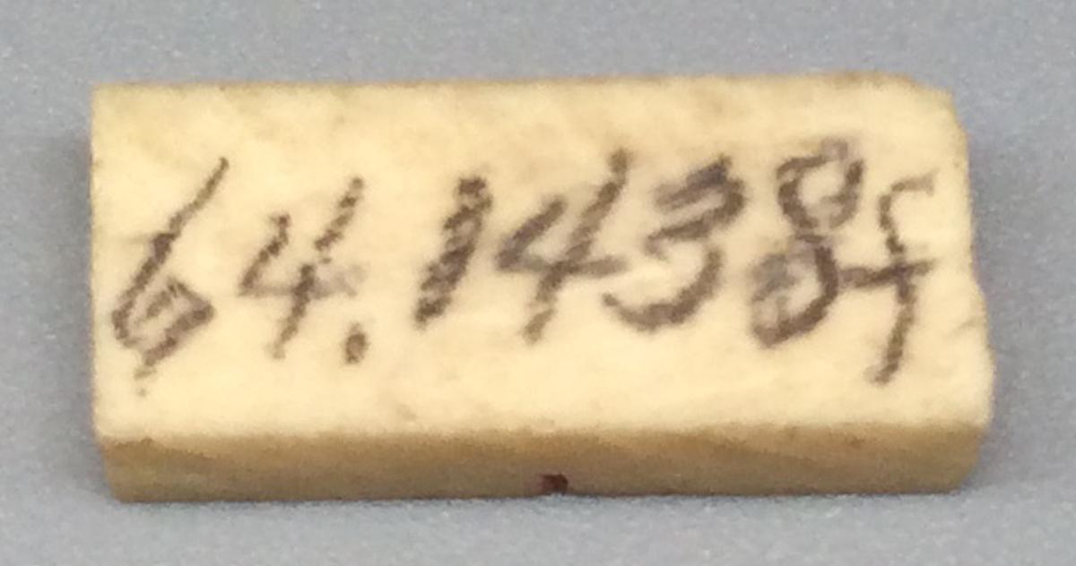 1964.1438 F Domino, view 2