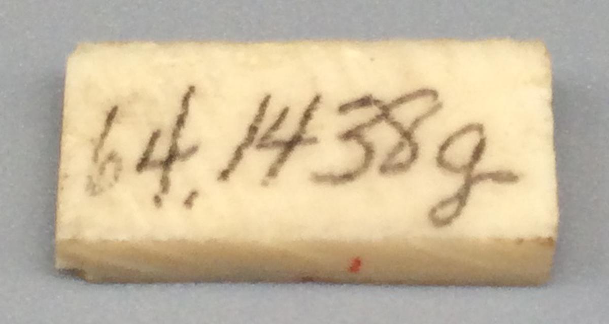 1964.1438 G Domino, view 2